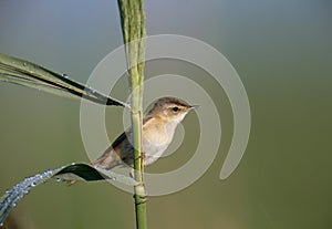 The paddyfield warbler Acrocephalus agricola photo