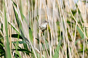 Paddyfield Warbler Acrocephalus agricola. photo