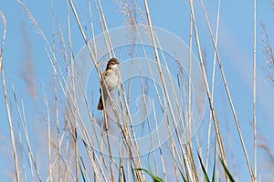 Paddyfield Warbler Acrocephalus agricola. photo