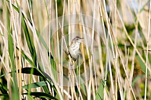 Paddyfield Warbler Acrocephalus agricola. photo