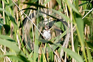 Paddyfield Warbler Acrocephalus agricola. photo