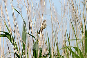 Paddyfield Warbler Acrocephalus agricola. photo