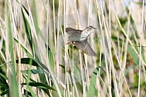 Paddyfield Warbler Acrocephalus agricola. photo