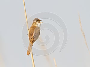 A Paddyfield warbler singing