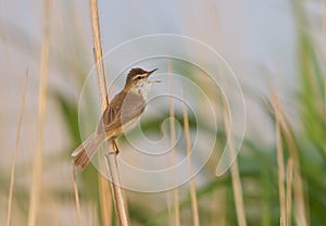 A Paddyfield warbler singing