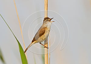 A Paddyfield warbler singing