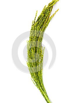 PaddyRice on a white background photo