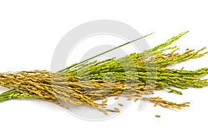 PaddyRice on a white background photo