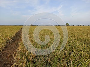 Paddys fields in the harvest season