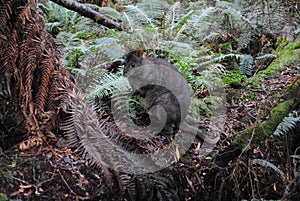 Pademelon