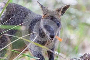 Pademelon eating native Australian marsupial mammal.