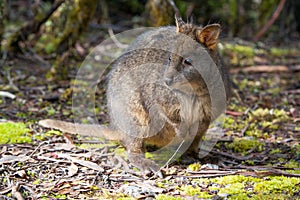 Pademelon