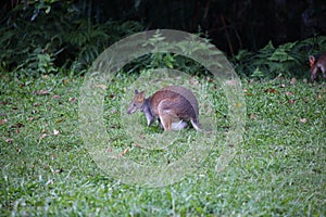 Australian Wildlife Series - Thylogale thetis - Pair of Red-necked pademelon in rainforest photo