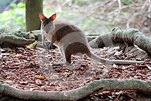 Pademelon