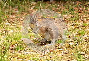 Pademelon is a  small kangaroo-like marsupials