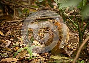 A pademelon, a small kangaroo, looking around on the rainforest floor
