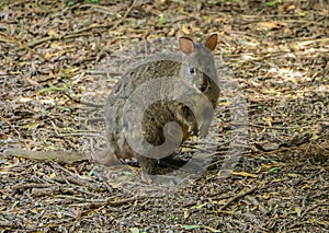 Pademelon small marsupial