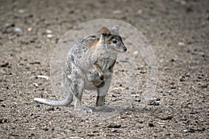 The pademelon is standing on its hind leg