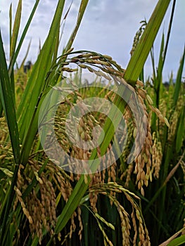 Padi bahan makanan rice grain photo