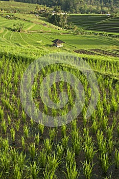 Padi field photo