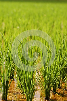 Padi Field photo