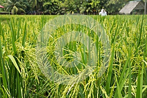 Padi field photo