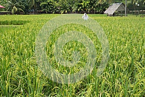 Padi field photo