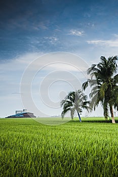 Padi Field