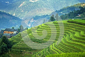 Padi Field at Long Jie