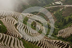 Padi Field at Long Jie photo