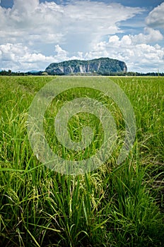 Padi Field and Mountain