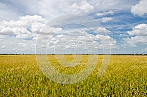 Padi Field, Sekinchan, Malaysia