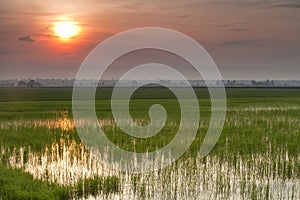 Padi Field sunrise