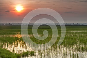 Padi Field sunrise photo