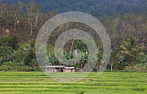 Hut in Padi field, Timor Leste photo