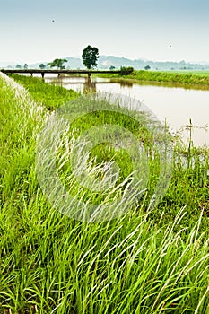 Padi Field and Water Canal