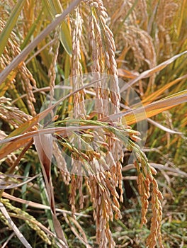 Padi rice ..goldenrice nature rice