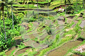 Padi Terrace, Bali, Indonesia - Local plantation of the layered rice terrace in Bali Island, Indonesia