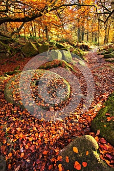 Padley Gorge in the Autumn & an old millstone whee