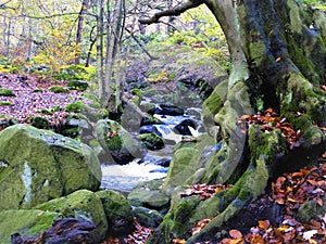 Padley Gorge, Derbyshire.