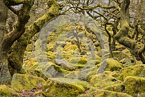 Padley Gorge in the Peak District