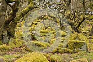 Padley Gorge in the Peak District