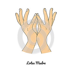 Padma Mudra / Gesture of Lotus. Vector