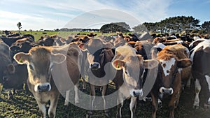 Padock of cows yearlings in New Zealand photo