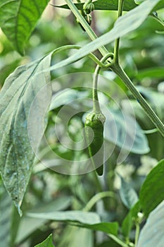 Padron chilli pepper ripening