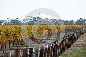 Padthaway Wine Region