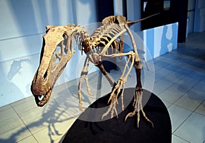 PADUA, ITALY - JANUARY 6, 2017: a dinosaur skeleton Frenguellisaurus ischigualastensis