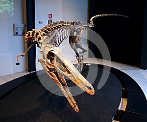 PADUA, ITALY - JANUARY 6, 2017: a dinosaur skeleton reconstruction Australoraptor cabazai