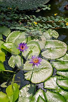 Padua, Italy - Water lilies in the botanical garden