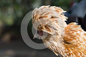 Paduan hen close-up on natural background